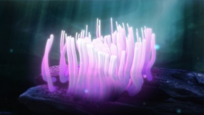 Anemone