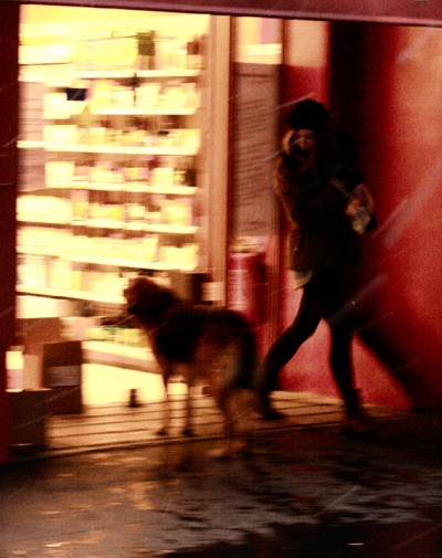 its a dog